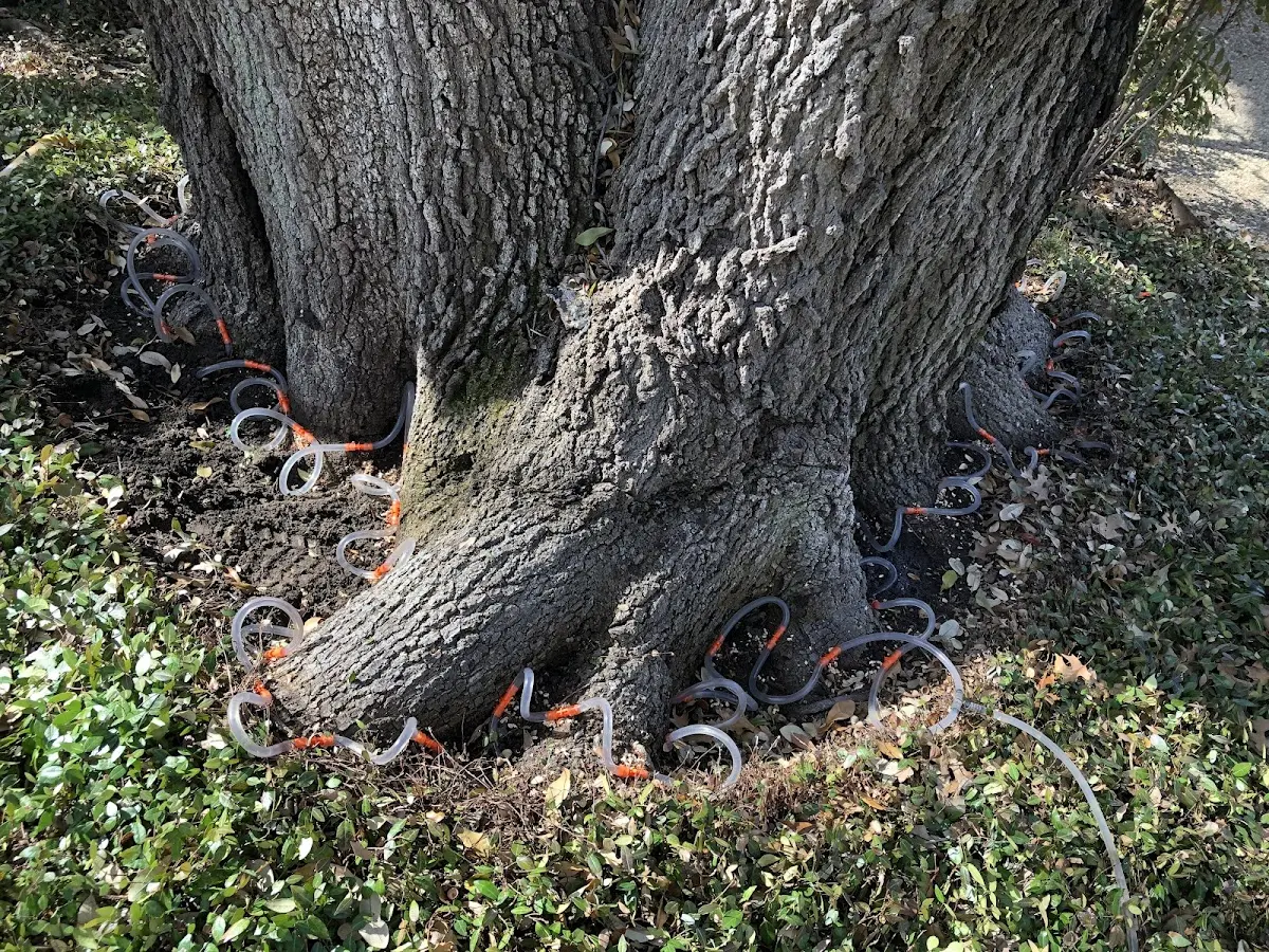 Detailed Tree Cabling and Bracing job site in Waterman