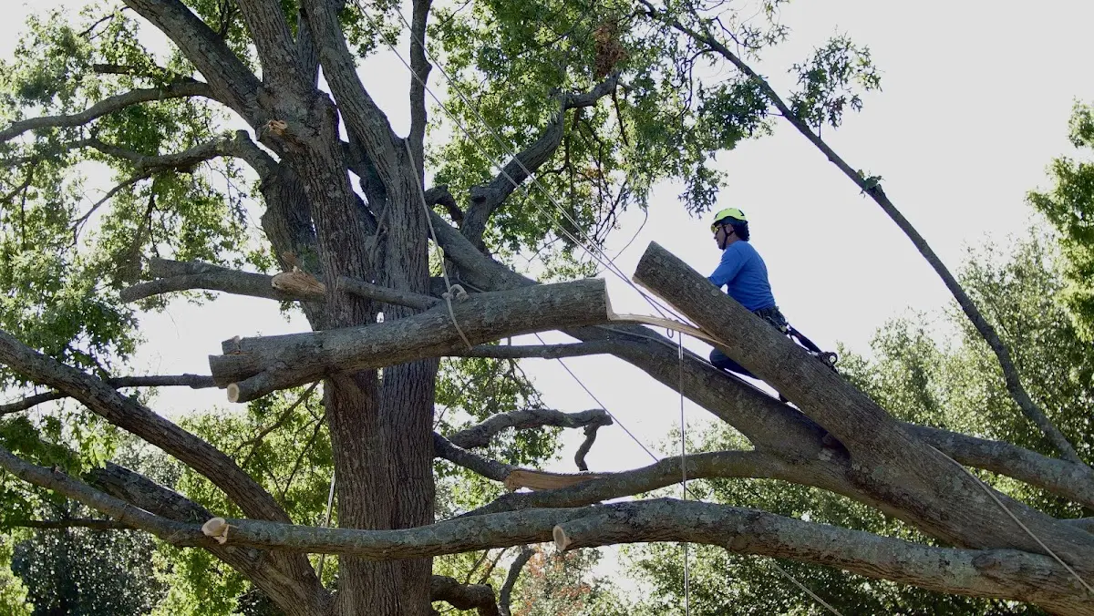 Professional Crown Thinning performed by certified arborists in Waterman